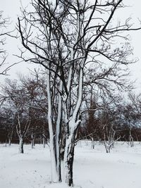 Bare trees on snow covered field against sky