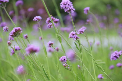 Close-up of pink flowering plants on field