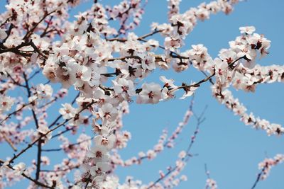 Low angle view of cherry blossoms against sky