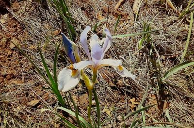 Close-up of flowers