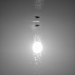 View of bird in lake