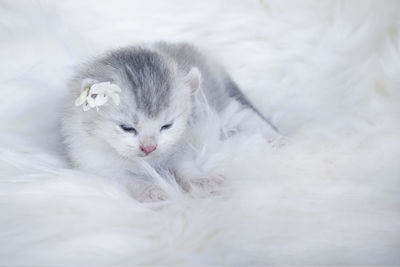 White cat resting on bed