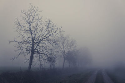 Bare tree by road against sky