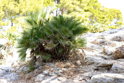 Close-up of cactus growing on rock