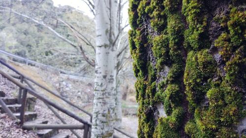 Close-up of moss growing on tree trunk