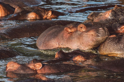 Group of hippopotamus with cub in lake