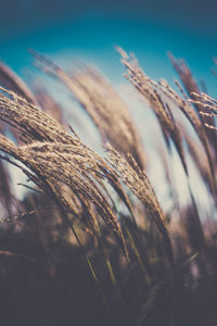 Close-up of wheat growing on field against sky