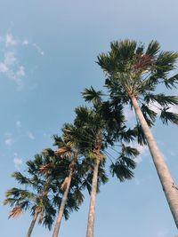 Low angle view of coconut palm tree against sky