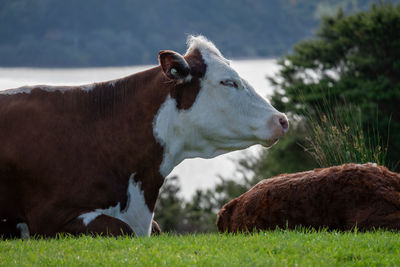 Close-up of cow