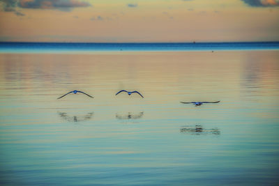 Birds flying over sea against sky