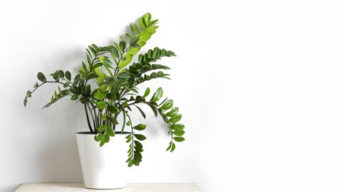 Zamioculcas zamiifolia or zz plant in white flower pot stand on wooden table on a light background. 