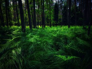 Scenic view of forest