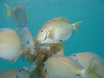 Close-up of fish swimming in sea