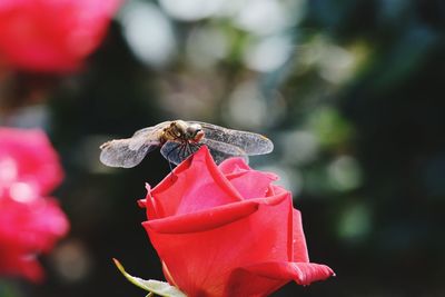 Close-up of bee pollinating flower