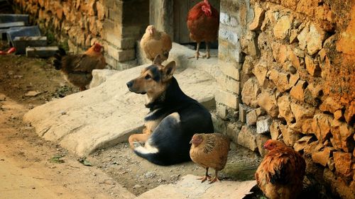 High angle view of dog with hens outside house