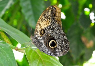 Close-up of butterfly