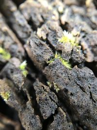 Close-up of lichen on rock