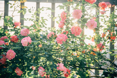 Close-up of pink flowering plants