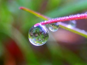 Close-up of dew drops on plant