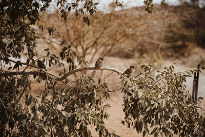 Close-up of dry plant on field