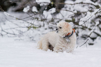 Dog on snow during winter