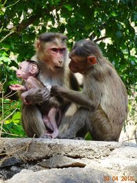 Monkey family against trees
