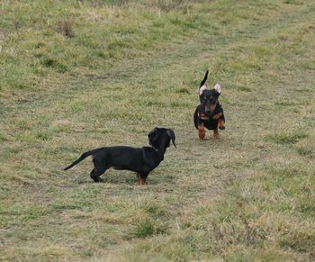 Dogs on field