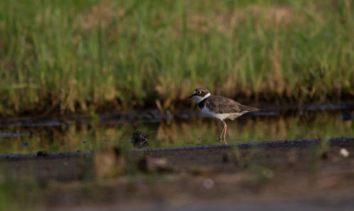 Bird perching on a land