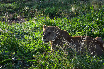 Lioness lying on grass backlit by early morning sunlight