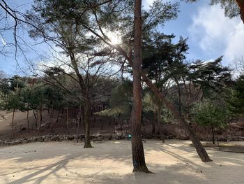 Trees on field against sky