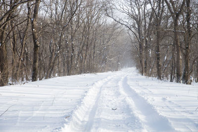 Snow covered land amidst trees on field