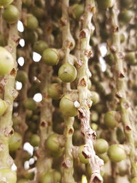 Close-up of fresh green tree