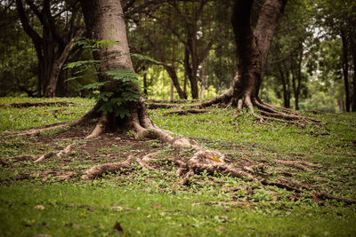 Trees in forest