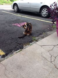 Dog in car on street