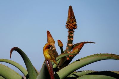 Low angle view of succulent plant against clear sky