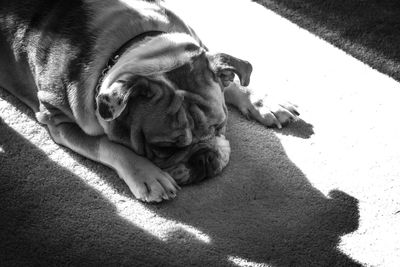High angle view of english bulldog lying on carpet in sunlight at home