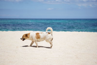 Dog walking at beach