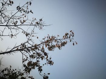 Low angle view of tree against clear sky