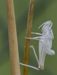 Close-up of lizard on wood