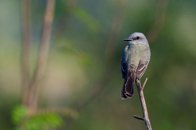 Tropical kingbird - tyrannus melancholicus