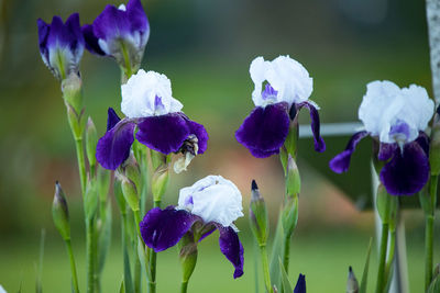 Close-up of purple flowering plants