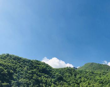 Low angle view of trees against sky