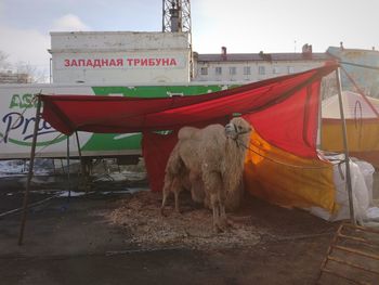 Horse in zoo