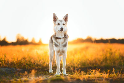 Portrait of dog running on field