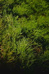 Full frame shot of green plants on field