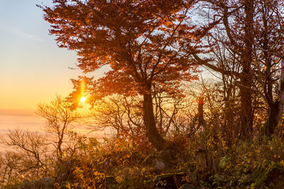 Close-up of tree during sunset