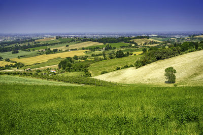 Scenic view of agricultural field against sky