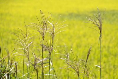 Close-up of fresh plant in field