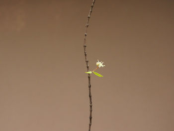 Close-up of flowering plant