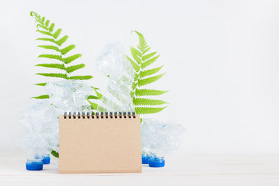 Close-up of potted plant on table against white background